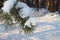 Snow-covered  fluffy  pine branch in the winter forest. Outdoor