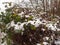 snow covered foliage outside forest green brown dead dying close