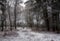 Snow covered forest