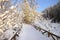 Snow-covered forest, frosty morning,