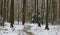 Snow Covered Forest Pathway In The Cotswolds Area Of England