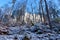 Snow covered forest with Sessile oak (Quercus petraea) trees