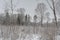 Snow-covered forest wasteland with birches and firs.