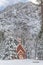 Snow Covered Forest With Wooden Chapel in Yosemite