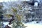 Snow-covered golden larch on a frosty winter day