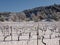 Snow covered grape vines in a vineyard in Provence France