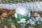 Snow covered green soccer ball and net amidst autumn leaves