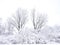 Snow covered hardwood trees and shrubs in winter