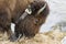 Snow covered head of grazing bison with collar by river in snow