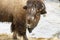 Snow covered head of grazing bison by river in snow in Yellowstone National Park in winter