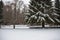 A snow-covered holly bush in the morning