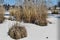 Snow covered lakeshore with some reed goups near a fishing lake