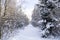 Snow covered landscape with pinetrees and a path