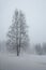 snow-covered landscape, snowy misty scenery, trees in thick fog