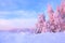 From the snow covered lawn there is a view to nice trees covered by frost and snow. Light pink sun rays of sunset.