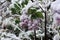 SNOW COVERED LILACS