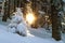 Snow covered little pine tree in winter forest