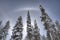 Snow covered lodge pole pine trees