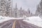 Snow-covered Lodgepole Pines