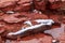 Snow-covered log in red sandstone creek bed, Sedona, Arizona.