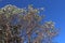 Snow covered Madrona tree branches