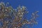 Snow covered Madrona tree branches