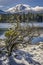 Snow Covered Manzanita Tree, Manzanita Lake, Lassen Peak, Lassen Volcanic National Park