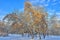 Snow covered Maple tree & x28;Acer negundo& x29; with golden seeds