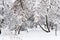 snow-covered maple trees in public urban garden