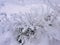 Snow Covered Maze of Branches