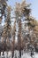 snow covered mixed trees