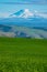 Snow-covered Mount Adams rising above Oregon wheat fields