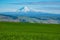 Snow-covered Mount Adams rising above Oregon wheat fields