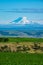 Snow-covered Mount Adams rising above Oregon wheat fields