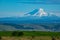 Snow-covered Mount Adams rising above Oregon wheat fields