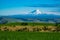 Snow-covered Mount Adams rising above Oregon wheat fields