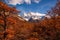 Snow-covered Mount Fitz Roy on beautiful fall day surrounded by lenga trees