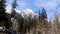 Snow-covered mountain in the background with mountain covered with pine trees in the front