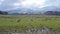 Snow covered mountains across field of sheep