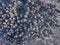 Snow covered needle tree tops during sunny winter day