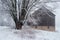Snow covered old barn with maple tree and field in foreground