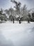 Snow-covered olive trees