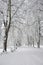 Snow-covered park bench near a tree, winter landscape. Snowfall