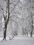 Snow-covered park bench near a tree, winter landscape. Snowfall