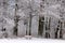 Snow covered park bench and wintry forest