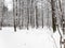 Snow-covered path along grove in snowy city park