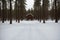 Snow-covered path through a barren forest