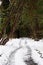 A snow covered path leading through a forest