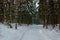 Snow covered path in scandinavian winter forest