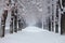 A snow-covered path surrounded by numerous trees in a park, Snowy tree alley in a quiet winter park, AI Generated